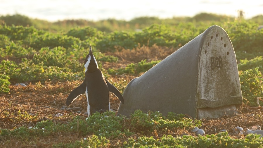 Artificial nests boost penguin breeding success, but there’s no one-size-fits-all design