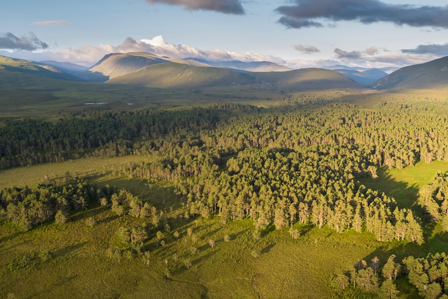 Abernethy forest, Cairngorms National Park, Scotland © James Shooter; scotlandbigpicture.com