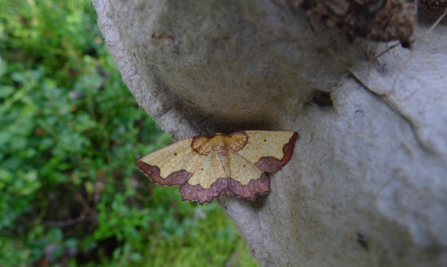 Record numbers of one of UK’s rarest moths reported at RSPB nature reserve 