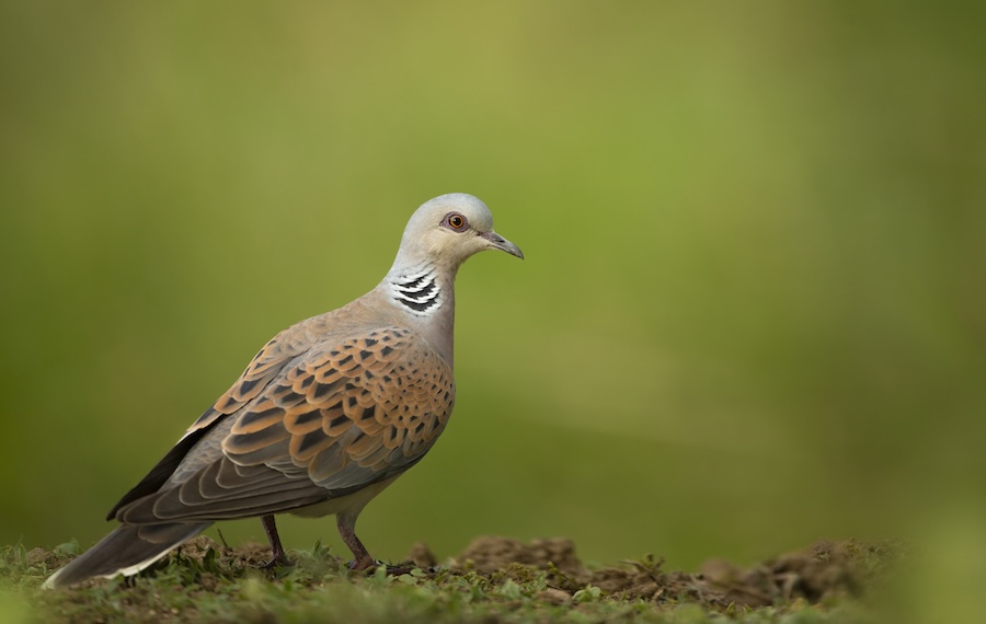 Turtle dove Streptopelia turtur, adult feeding on ground, Lincolnshire, July
