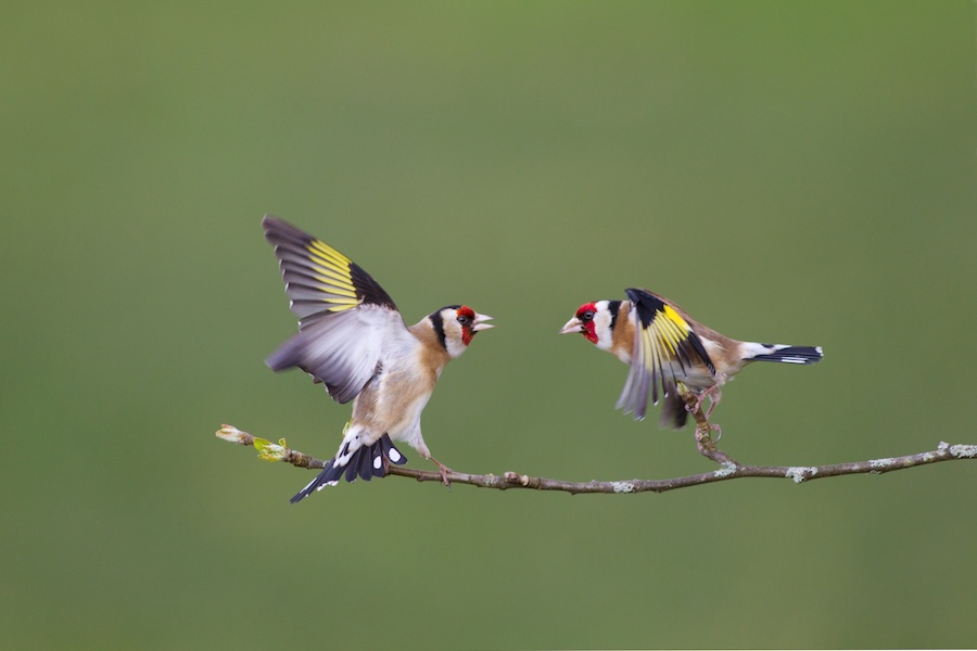 Saving birds through sharing science