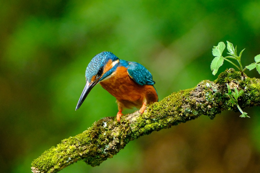 MPs put on ‘Notice for Nature’ as charities warn Planning & Infrastructure Bill could demolish wildlife