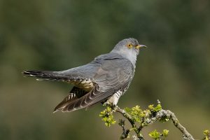 Cuckoos auf die Meilen bei Migration auf den Markt