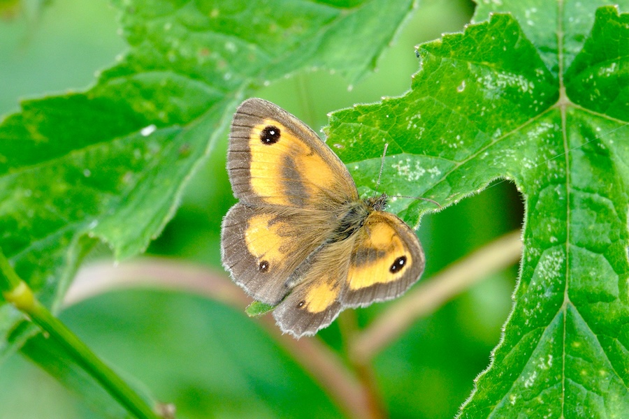 Why the UK’s butterflies are booming in 2025