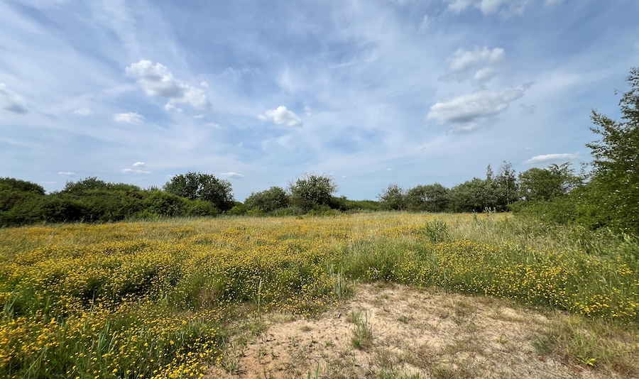 Canvey Wick: the Essex oasis home to more than 3,200 species