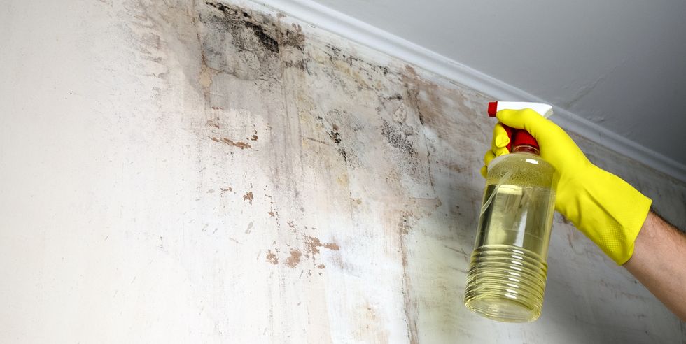 Entfernen von Schimmel von der Wand durch Sprühen spezieller Chemikalien