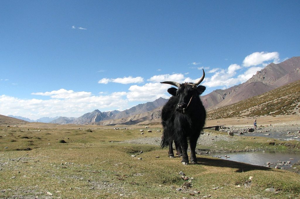 Yak im Markha Valley, Ladakh