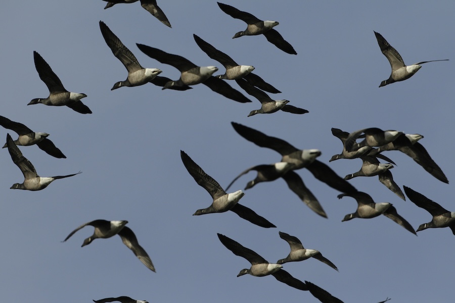 RSPB highlights best places to see winter migrants across their reserves network