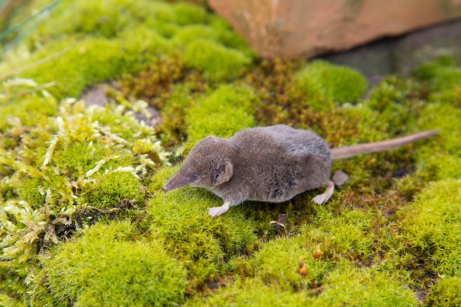 Non-native shrew too widespread for eradication