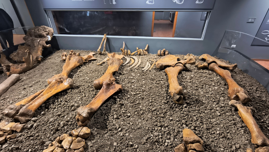 Überreste eines alten Elefanten 