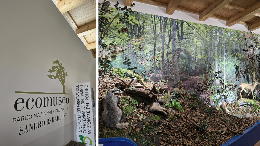 ausgestopfte Tiere im Ökomuseum Pollino