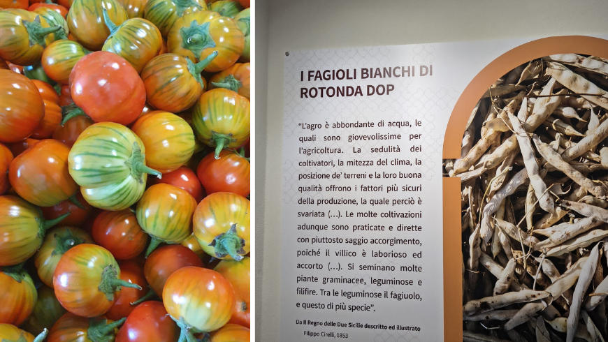 Rote Aubergine und weiße Bohnen