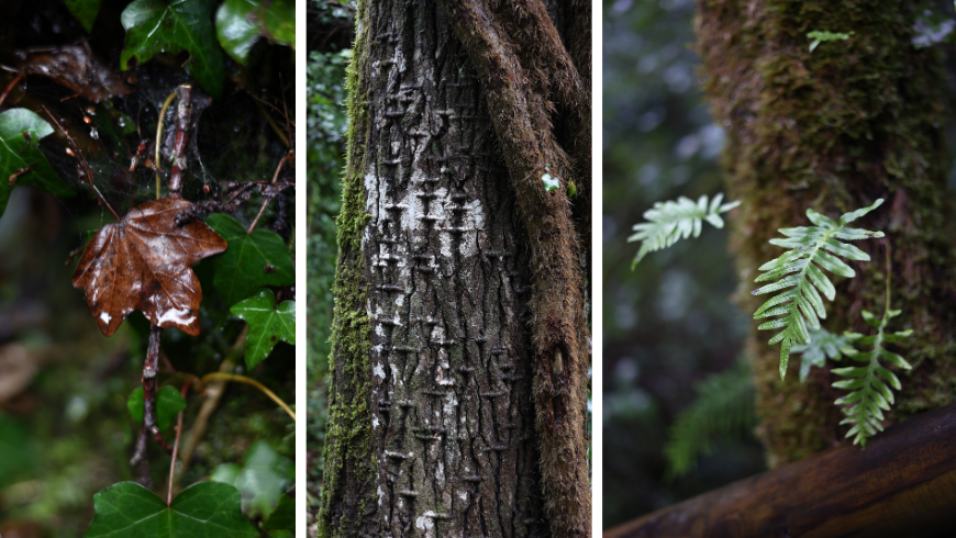 Stamm und Blätter in der natürlichen Schönheit des Pollino-Nationalparks.
