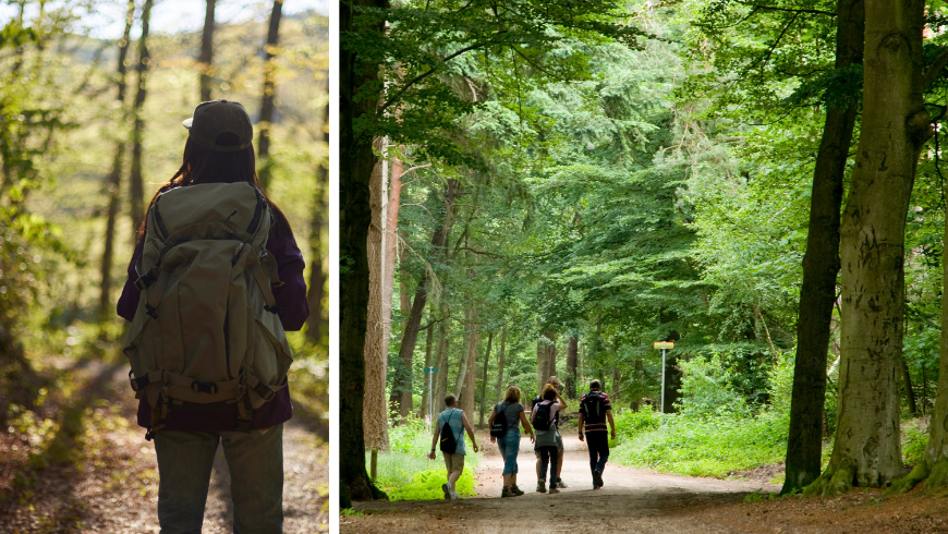 Die Waldtherapie reduziert Stresshormone und trägt so zu einer verstärkten Entspannungswirkung bei