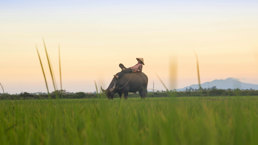 Ein Einheimischer reitet auf einem Büffel inmitten eines Reisfeldes in Hoi An, Vietnam.