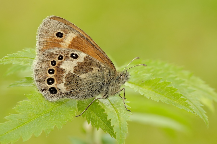Georgina hopes to prove bog butterflies are a new ‘canary for climate change’