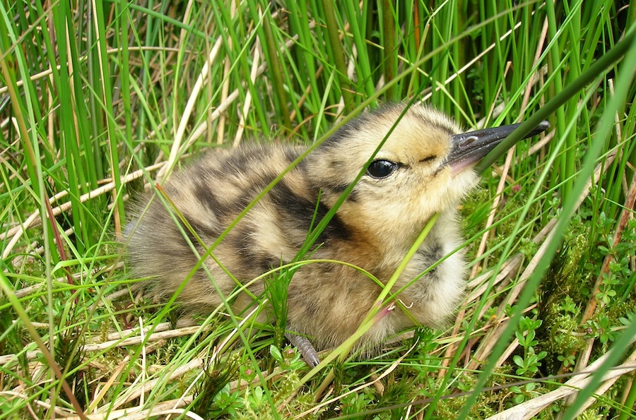 Geben Sie den Vögeln in diesem Frühjahr und Sommer mehr Platz in Großbritannien
