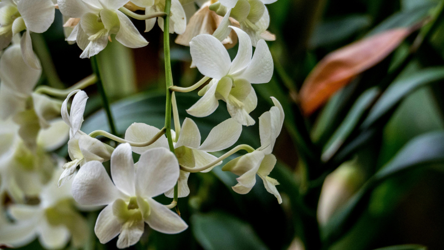 Orchideen-Zimmerpflanze, die zu einer besseren Raumluftqualität beiträgt