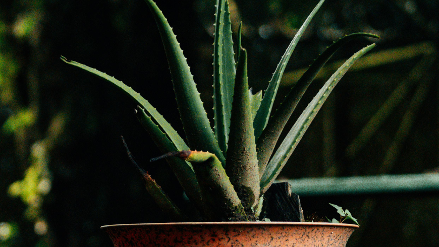 Aloe-Vera-Zimmerpflanze, die zur Verbesserung der Raumluftqualität beiträgt