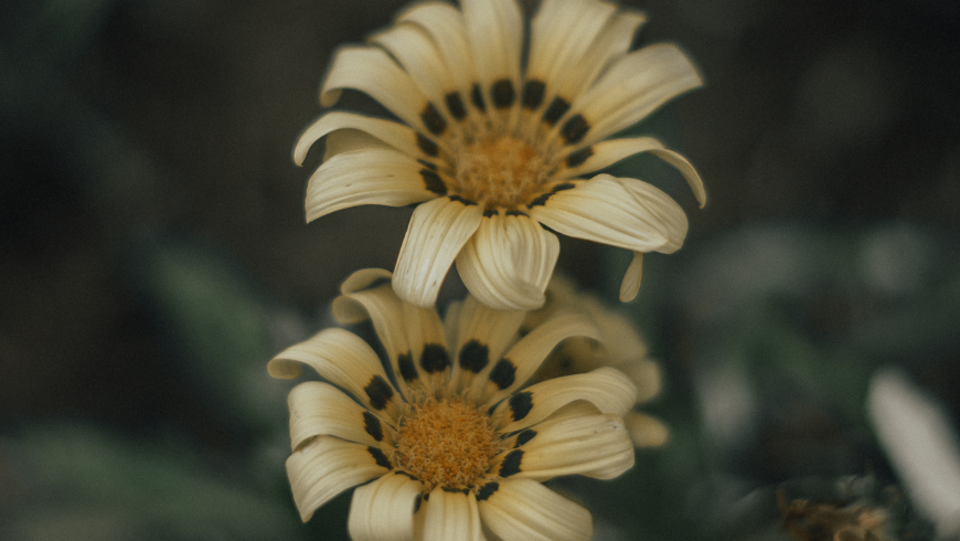 Gelbe Wildblumen repräsentieren das Pflanzenleben in einem vom Klima beeinflussten Ökosystem.