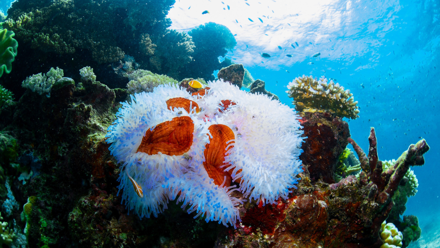 Unterwasseransicht während eines Tauchgangs am Great Barrier Reef, der gesunde Korallenstrukturen und die reiche Artenvielfalt dieses einzigartigen Meeresökosystems hervorhebt.
