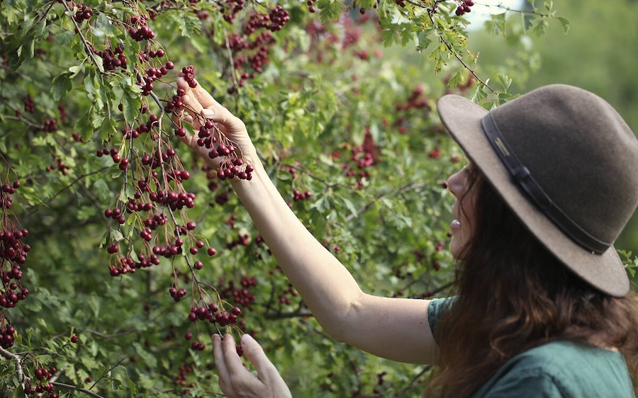 The Wild Within - What Plants Taught Me About Life, Recovery And Renewal