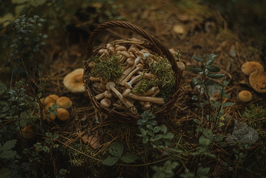 Foraged mushrooms and sea beet featured in British meals in the 16th century. Why not today?