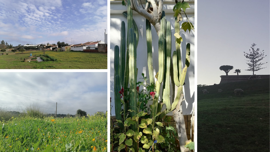Natur und Kakteen in Sanlúcar de Guadiana
