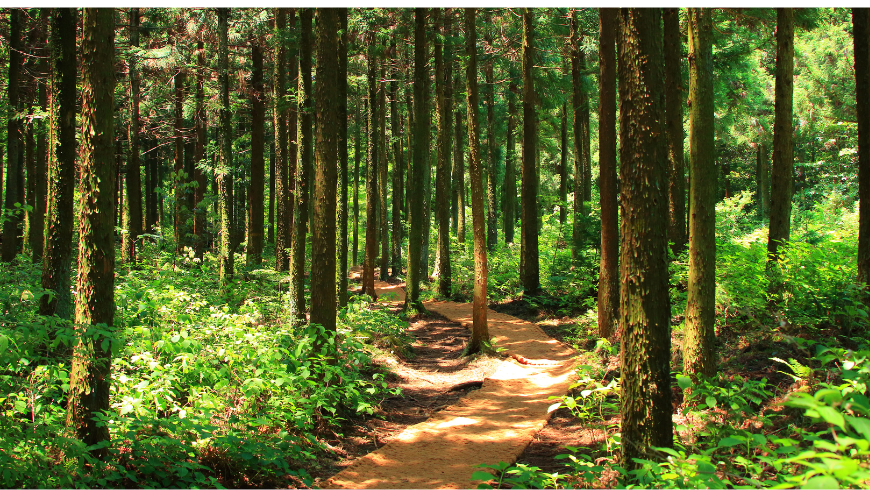 Waldtherapie und ihre Vorteile