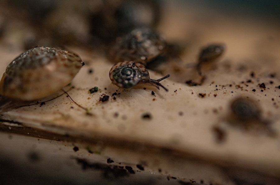 ‘Extinct’ snail officially saved as conservationists bring rare species back from the brink