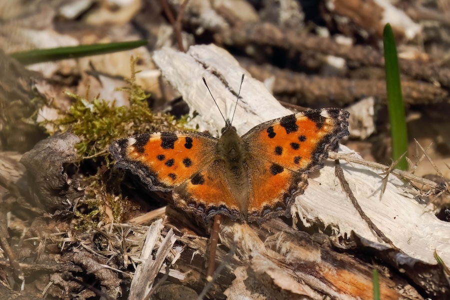 „Ausgestorbener“ Schmetterling – der Große Fuchs – in ganz England im mutmaßlichen Prozess der Ausrottung gesichtet