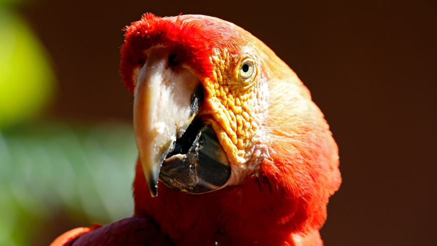 Papageien im Amazonas