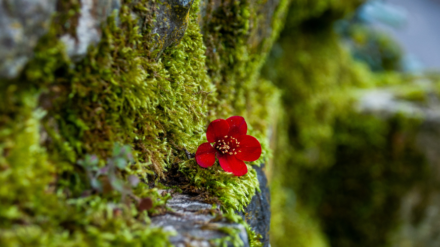 Naturdetails, die natürliche Klänge darstellen, die in der Musiktherapie verwendet werden.