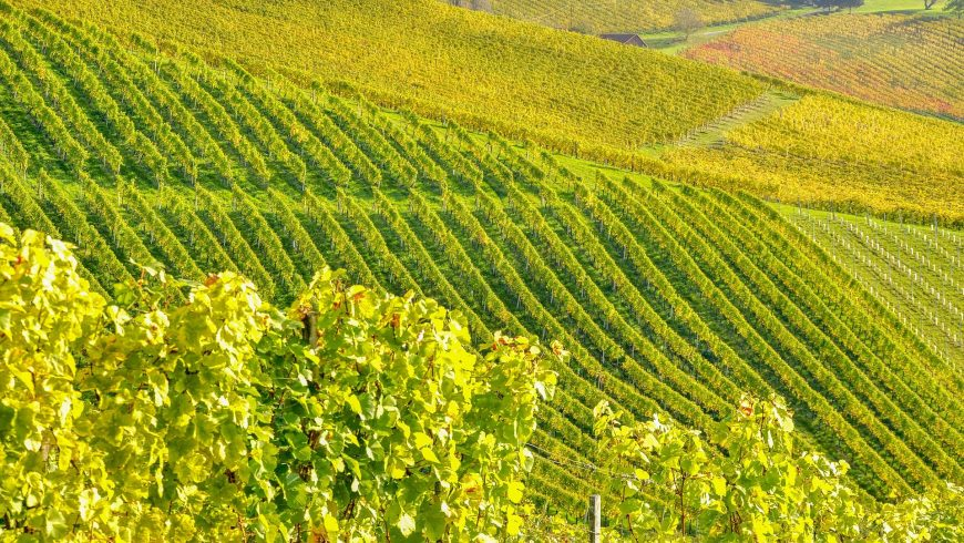 Weinberge und Weinstraße in der Steiermark, Österreichs berühmtem Weingebiet