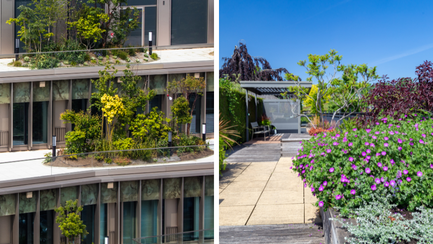 Dachgärten und Pflanzen im Dachgarten