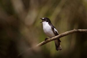Dawn Chorus erschöpft, als Singvögel abstürzen
