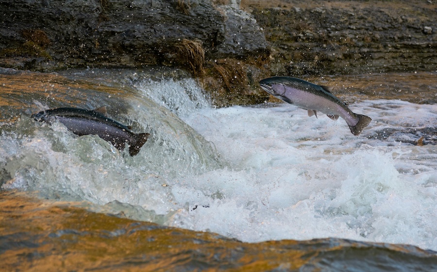 Die großen Fischwanderungen der Welt brechen zusammen – das ist ein Problem für Millionen Menschen