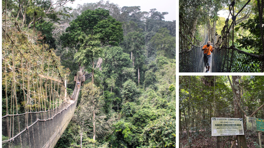 Baumkronenweg im Kakum-Nationalpark, Ghana, hoch über dem Regenwald schwebend, während ein Besucher durch üppigen Dschungel spaziert.