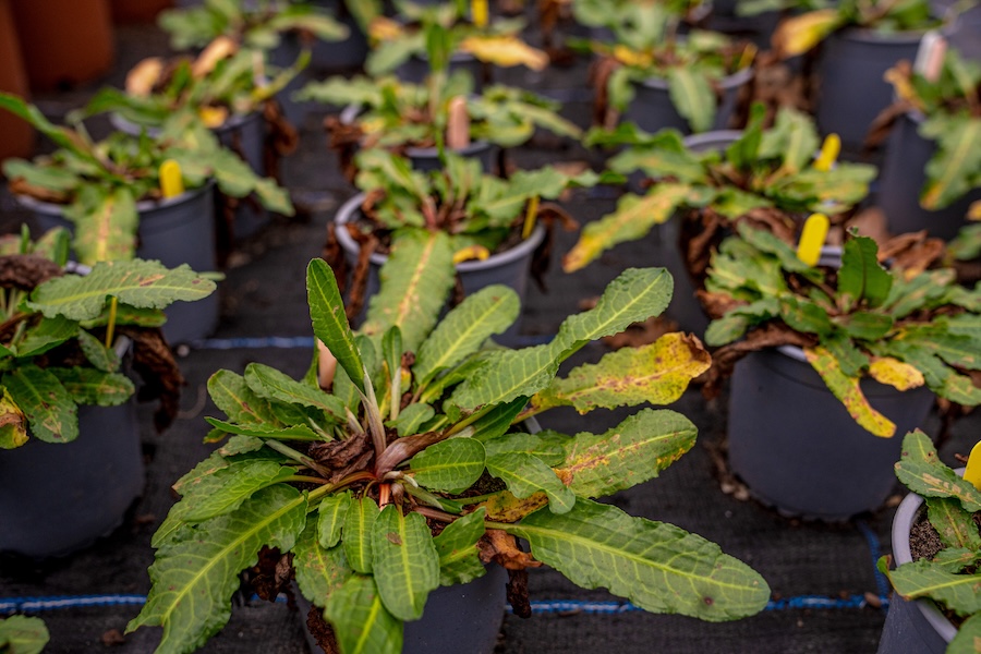 Neue Hoffnung, als das weltweit bedrohte Küstendock in den neu wiederhergestellten Lebensraum zurückkehrte
