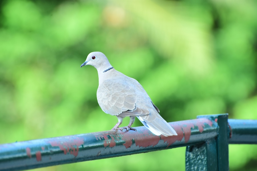 Rekordzahlen freiwilliger Vogelbeobachter zeigen Veränderungen bei den Brutvögeln im Vereinigten Königreich