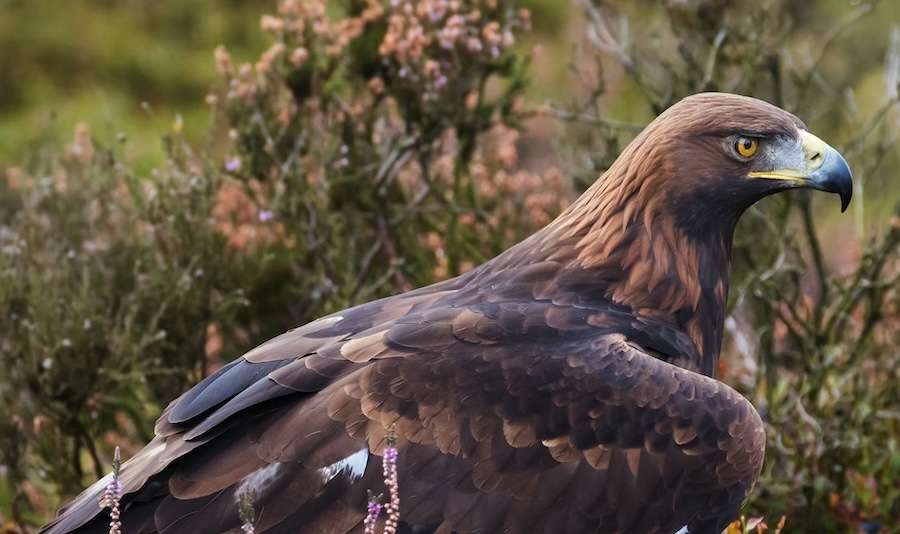 Steinadler in England? Hier ist der ökologische Grund, sie zurückzubringen