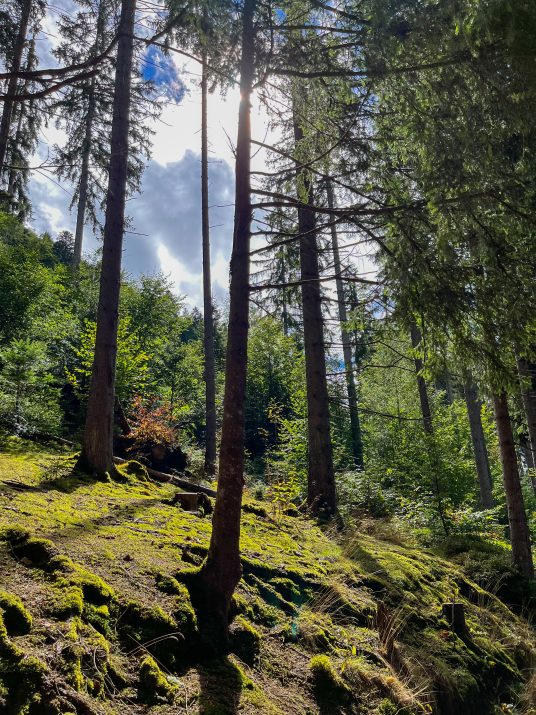 Foto der Bäume im Wald mit etwas Sonnenlicht. 