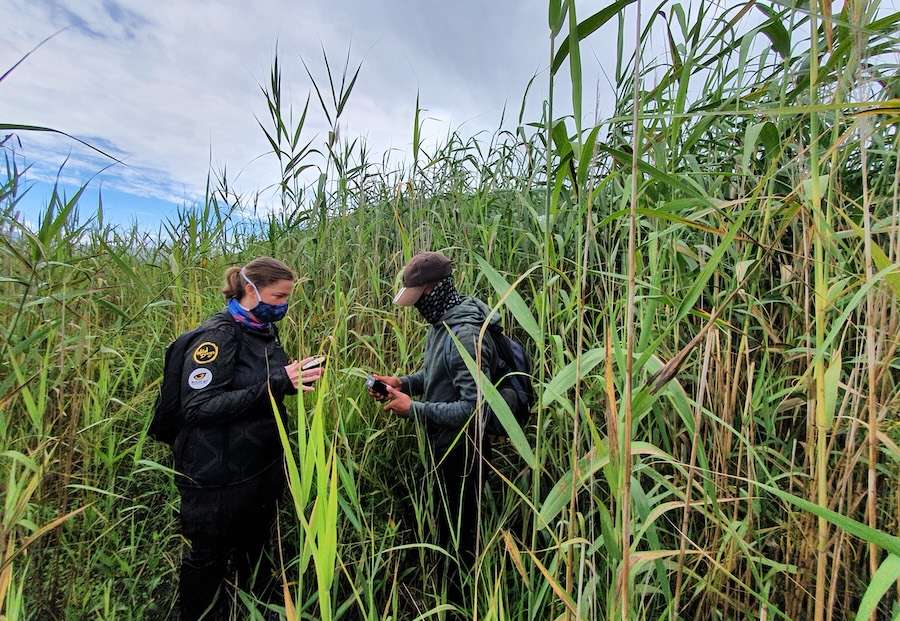Wie Vogelgezwitscher die Geheimnisse der Gesundheit von Feuchtgebieten enthüllt
