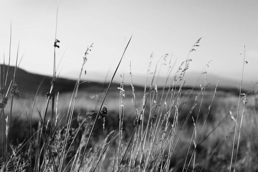 Wildhüter wegen brutaler Tötung geschützter Greifvögel mit Geldstrafe belegt