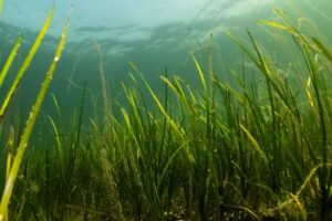 „Geschützte“ Seegraswiesen sind nicht unbedingt gesund – denn die Verschmutzung macht nicht vor der Küste halt