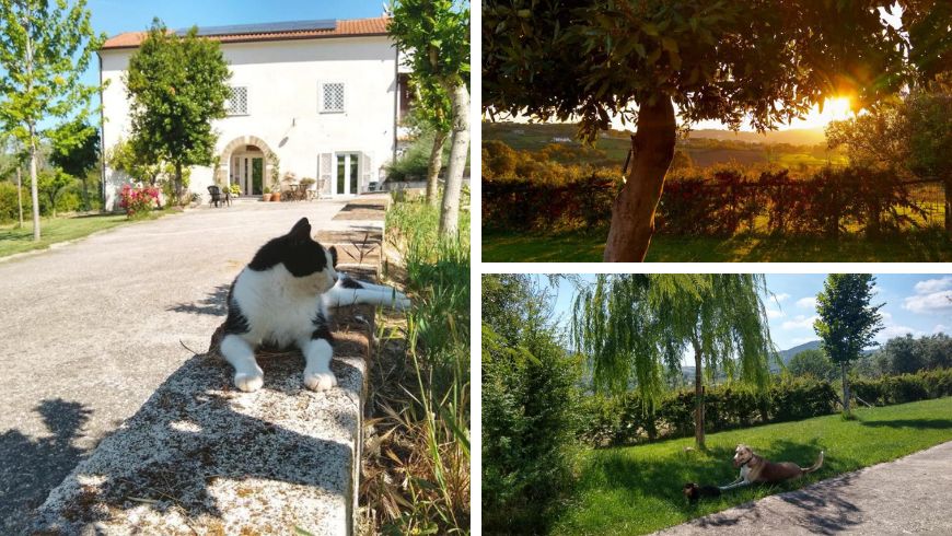 Tiere, Katzen und Hunde im grünen Garten von Le Piracante, Caiazzo, Kampanien