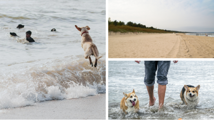 Hunde am Strand
