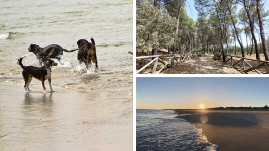 Pinienwälder und Strand mit Hunden in der Riserva Naturale