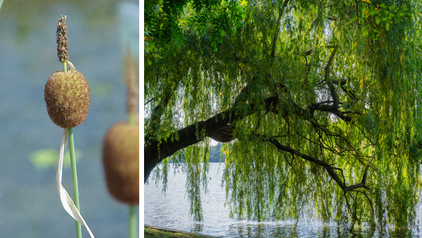Trauerweide und typische Pflanze des Lake Penne