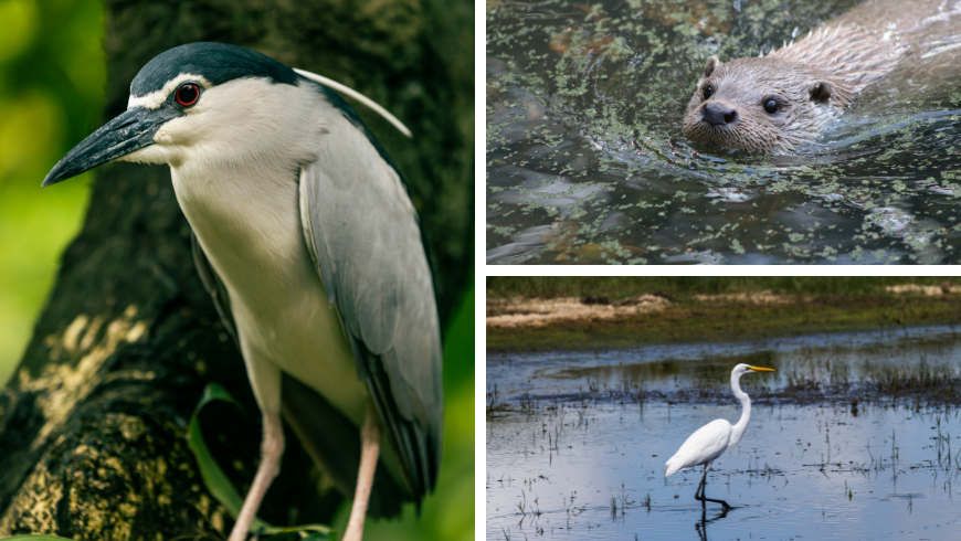 Die typischen Vögel des Lake Penne (Nachtreiher und Reiher) und der Otter